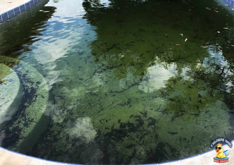 Green algae pool that Chlorine King turned blue and crystal clear